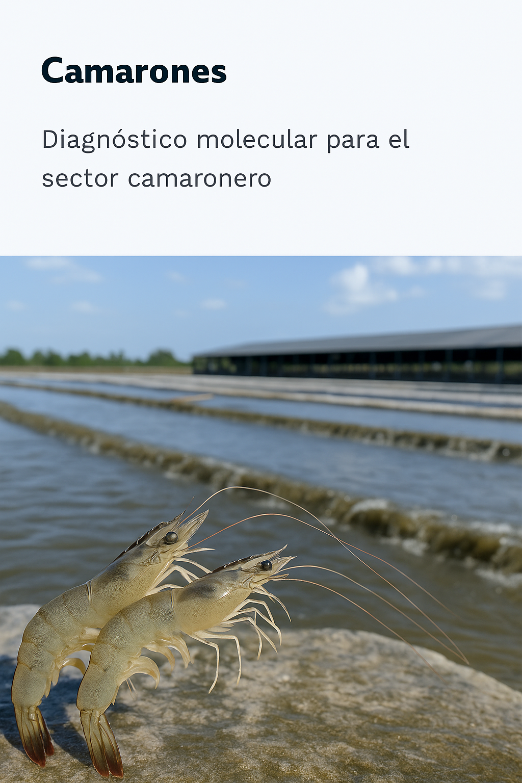 Camarones
